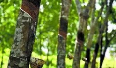 天然橡膠價格將上漲？3月天然橡膠能否擺脫頹勢？