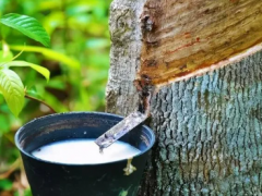 廢棄橡膠種子變廢為寶？橫濱橡膠參與新項(xiàng)目
