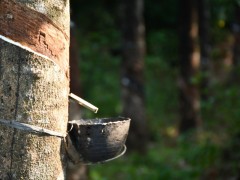 邊境沖突，橡膠供應(yīng)引擔(dān)憂！